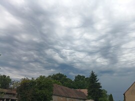 Cún