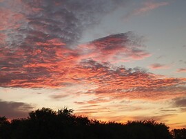 Cún