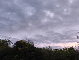 Cún