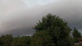Cún