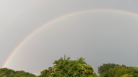 Cún