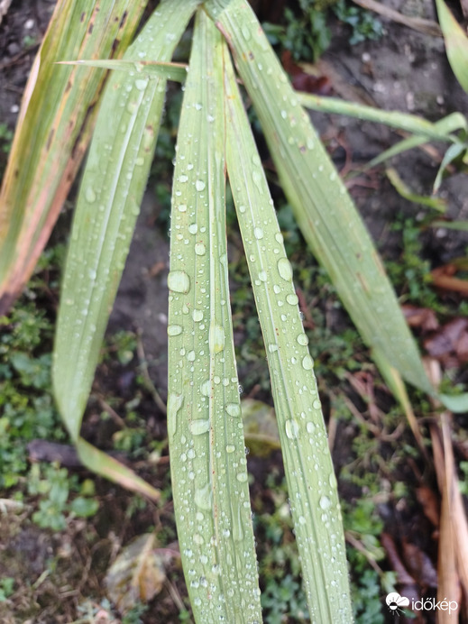 Cún