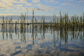 Szívritmust szabályozó