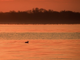Vörösre festett reggel