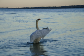 Karmester és a záróakkord 