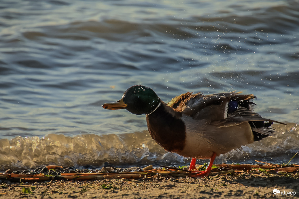Kicsit megrázom magam