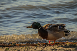 Kicsit megrázom magam