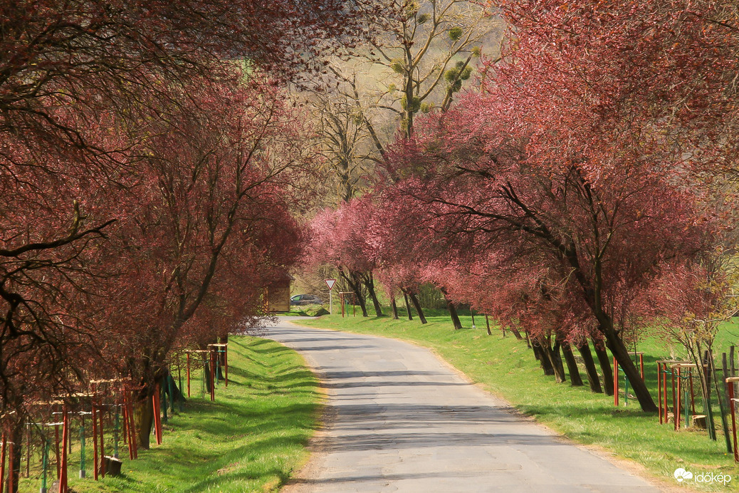 Rózsaszín álom út 