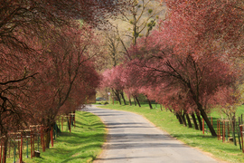 Rózsaszín álom út 