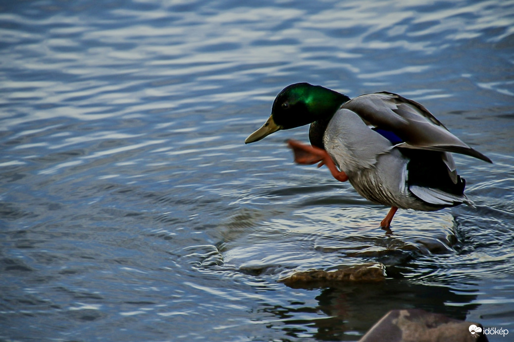 Amikor a belépsz a hideg Balatonba,