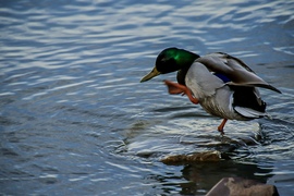 Amikor a belépsz a hideg Balatonba,