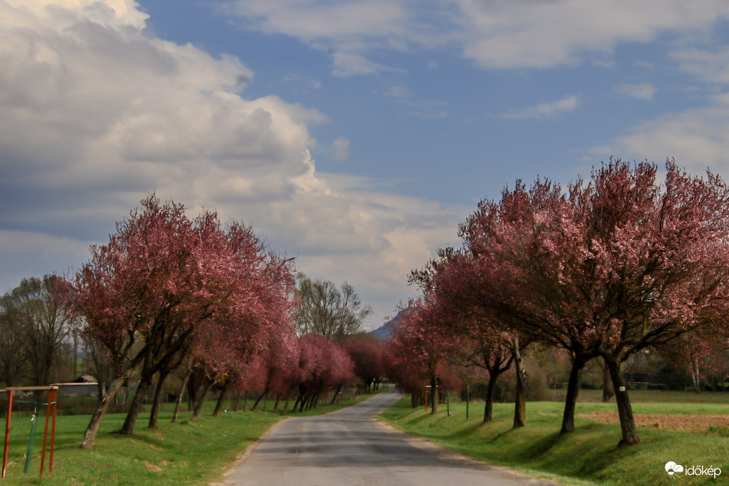 Kezdődik a vérszilva fa virágzása 
