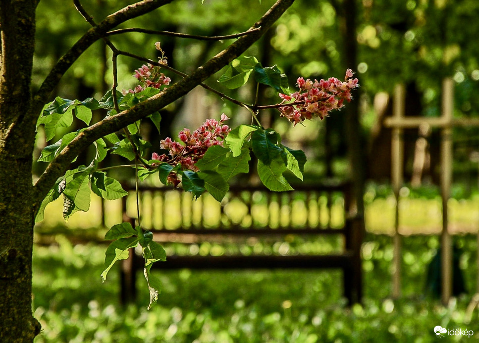 Reggel a parkban
