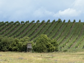 Sorok