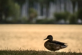 Keszthely