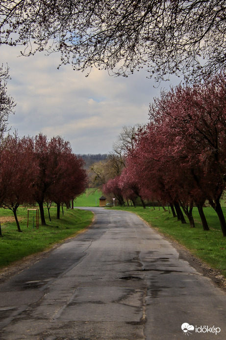 Lassan teljes pompájában 