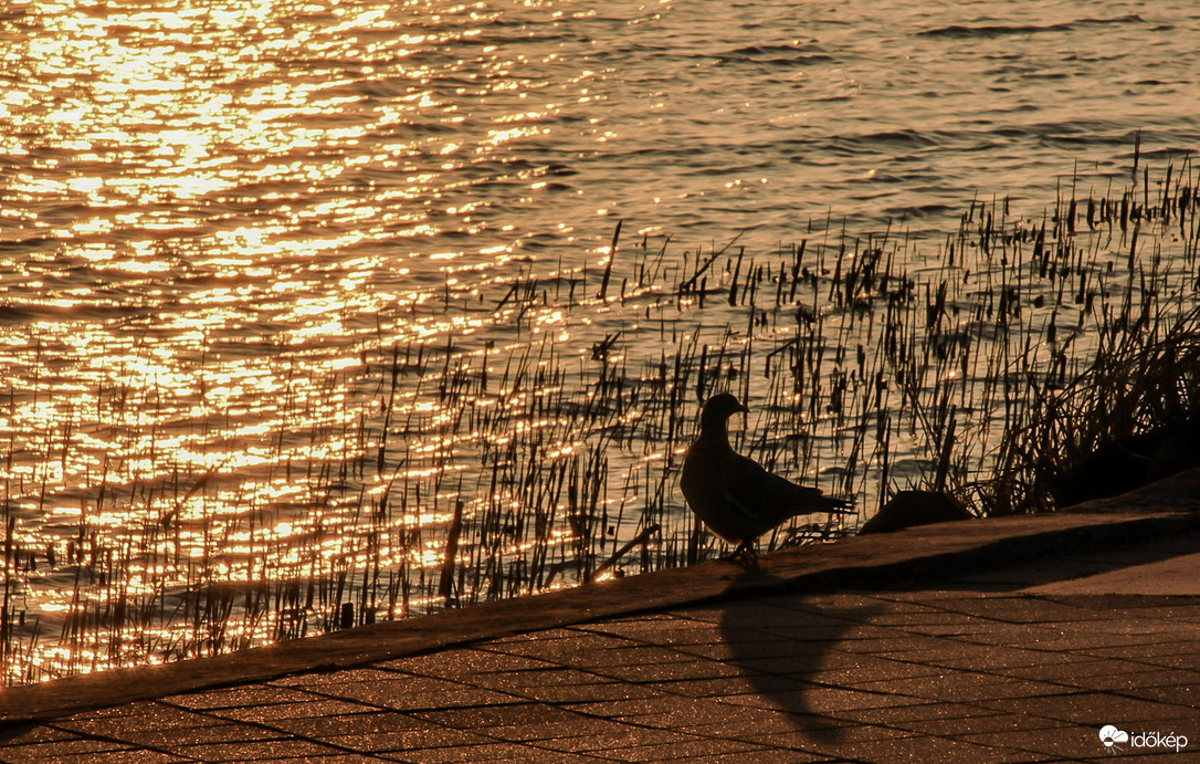 A reggel arany fénye 