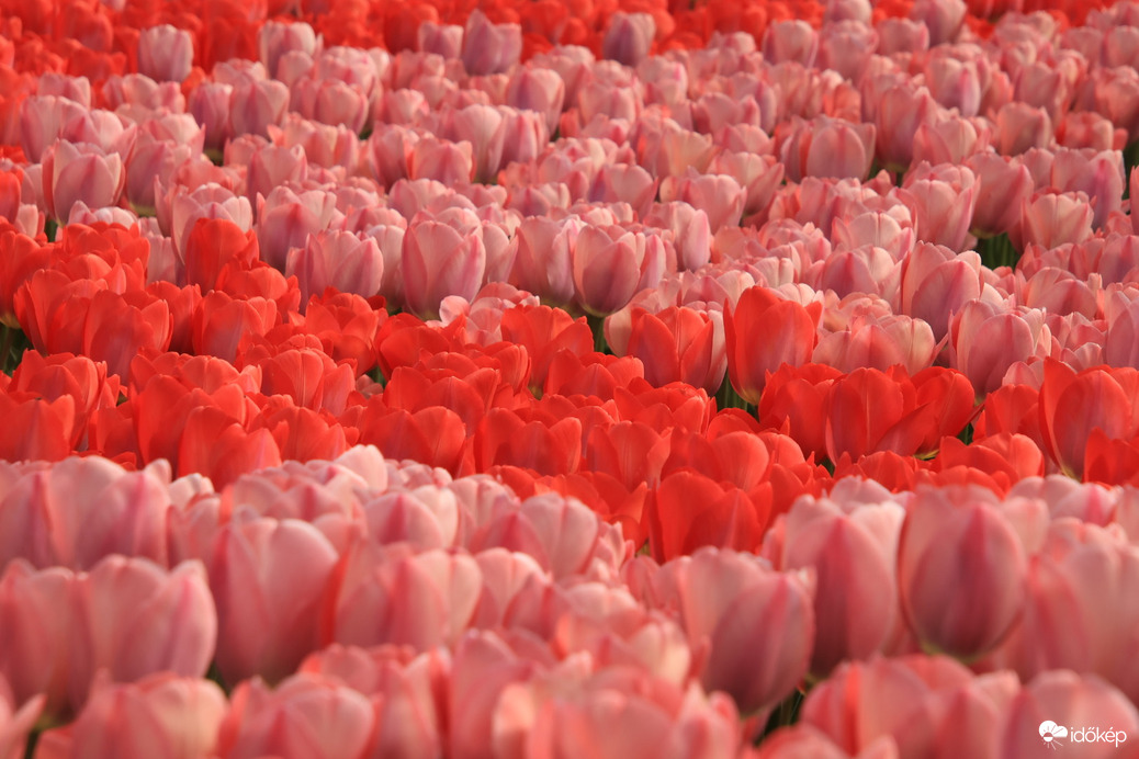 Tulipántenger