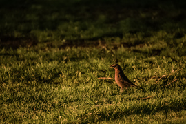 Épp reggelizem, ne zavarj!