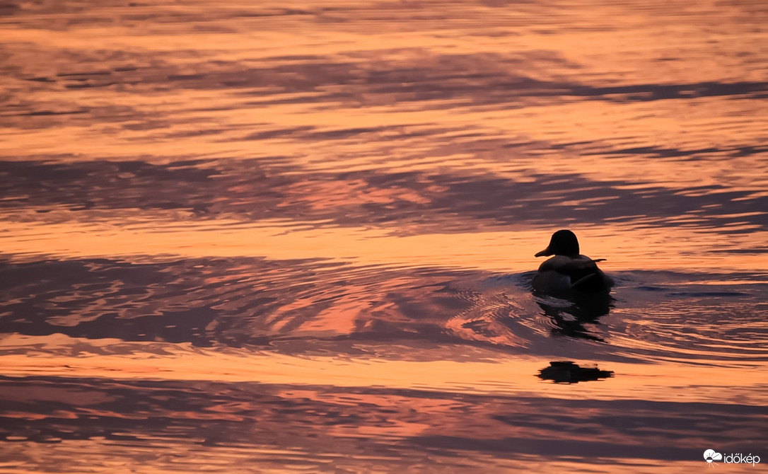 Rózsaszínben ringatózva 