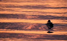 Rózsaszínben ringatózva 