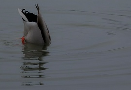 Maradok így, míg kisüt a nap…