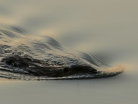 Örömteli találkozás 