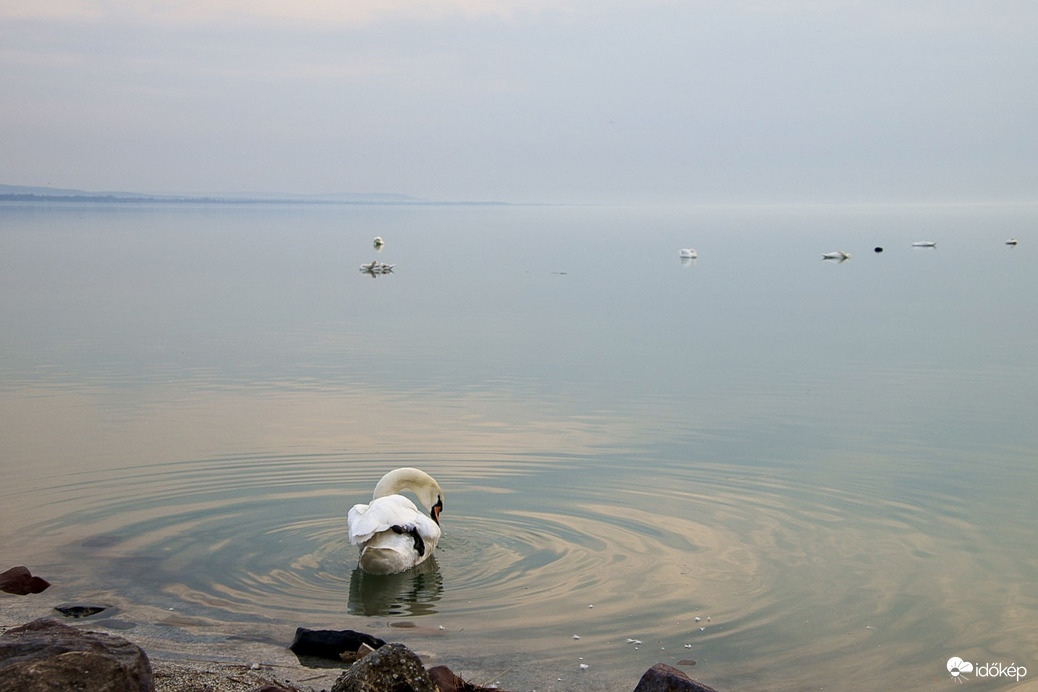 Selyemcukorka színek 