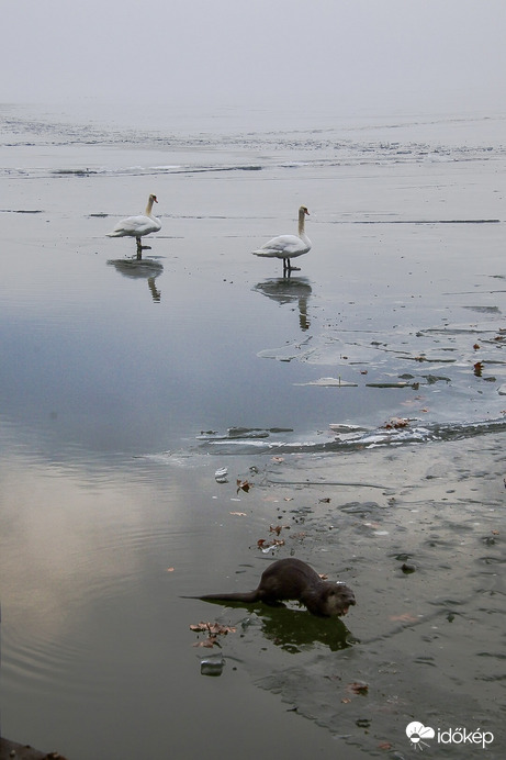 Nézd, a vidra is itt van!