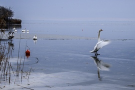 Jég hátán a karmester