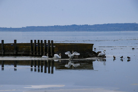 Gyere, élvezzük a jeget, amíg van!