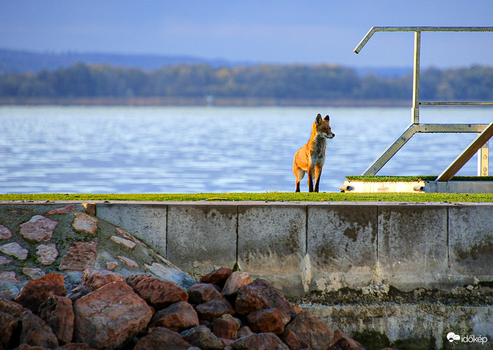 Váratlan vendég a szigeten