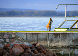 Váratlan vendég a szigeten