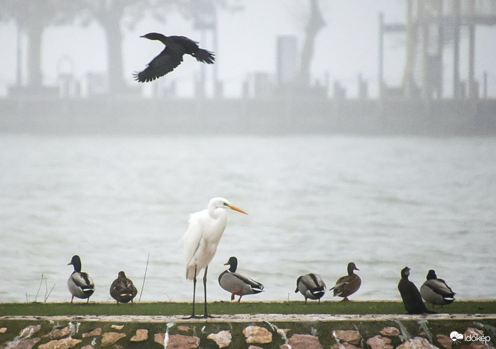 Megyünk vagy maradunk?
