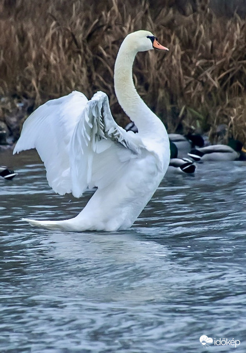 Szín a szürkeségben 