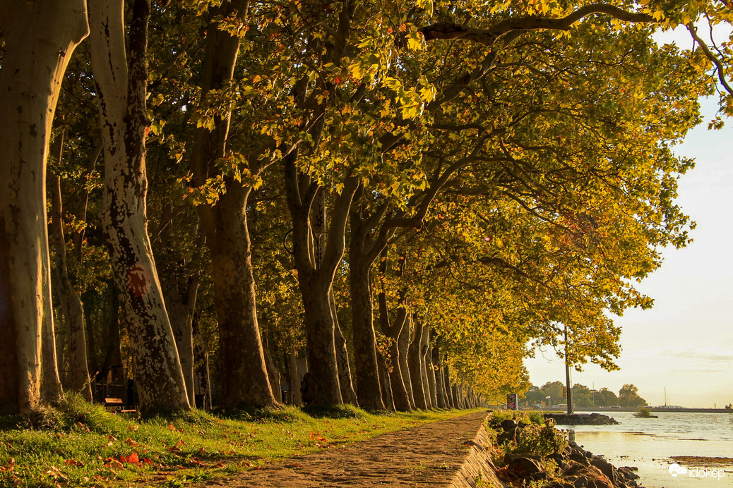Platánfasor őszi ruhában 
