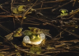 Teli torokból köszönti a nyarat