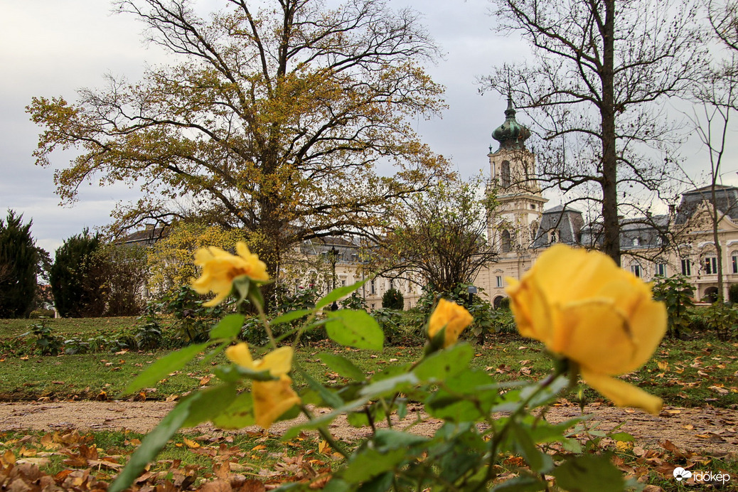 Nyílik még a sárga rózsa ..