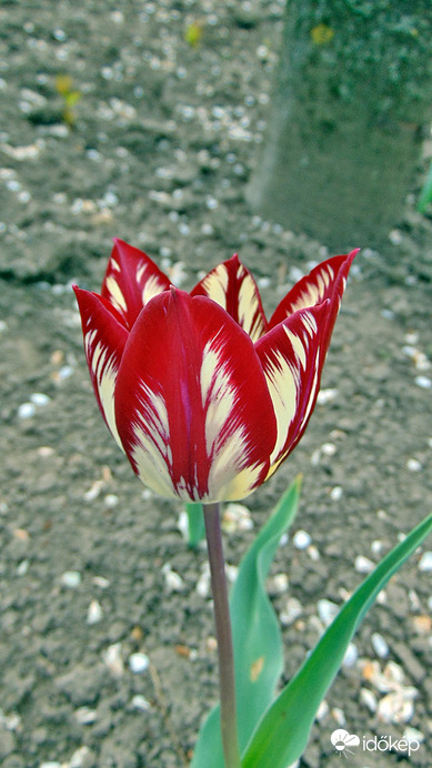 Tulipán