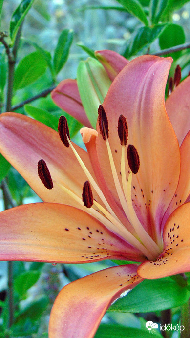 Liliom