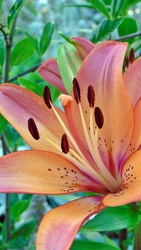 Liliom