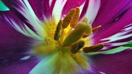Tulipán