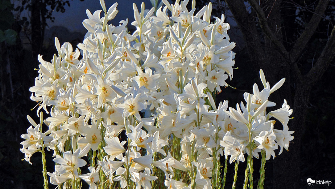 Liliom