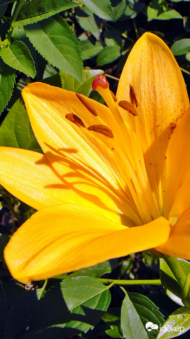 Liliom