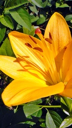 Liliom