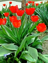 Tulipán