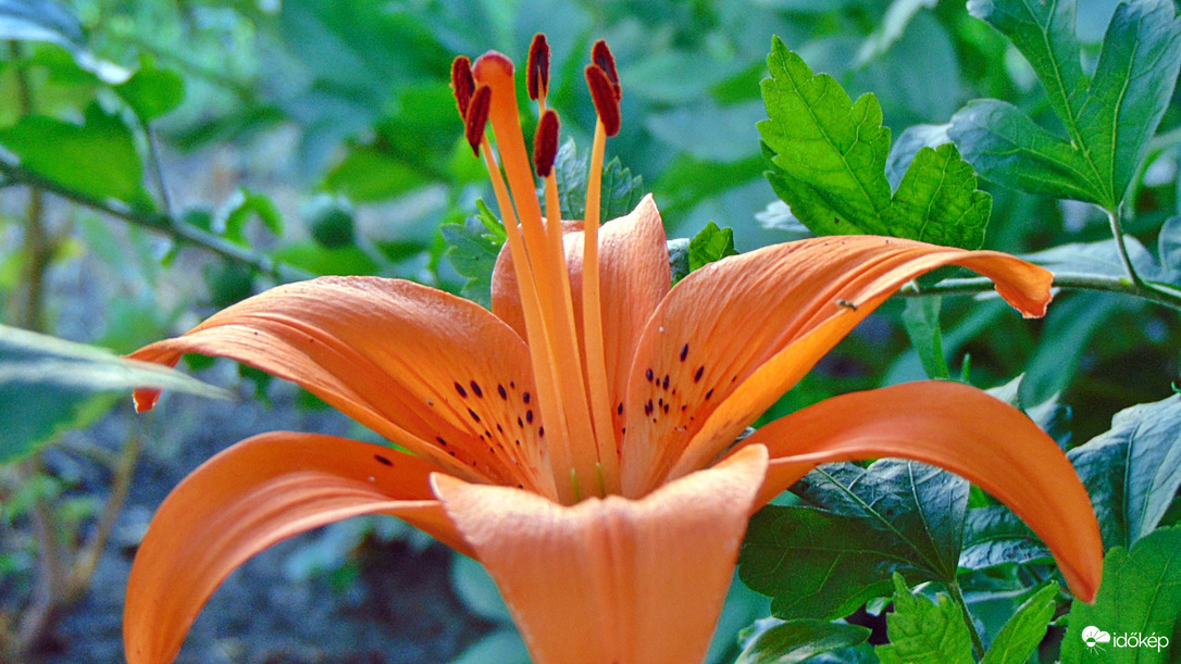 Liliom