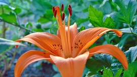 Liliom