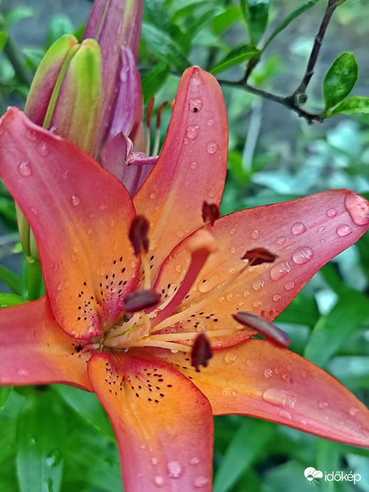 Liliom