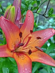 Liliom